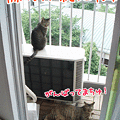 090525-【猫アニメ】ベランダ監視ちぅにゃ！