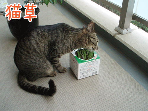 090526-2【猫アニメ】葉っぱさんチェックちうにゃ！
