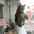 090614-【猫アニメ】どきどきムービーにゃ！