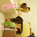 090616-【猫アニメ】また、とられたにゃ・・・