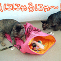 090715-【猫アニメ】気ににゃるにゃ！