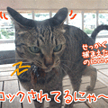 090817-【猫アニメ】衝撃写真にゃ！