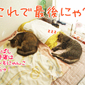 090909-【猫アニメ】お昼寝タイムにゃ！