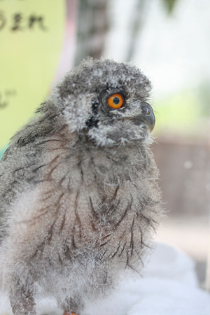 アフリカオオコノハズクの雛