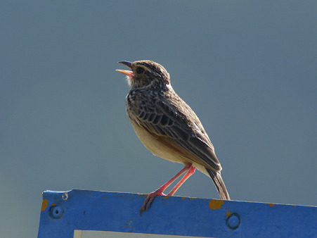 チャバネヤブヒバリ(Rufous-winged Bushlark)(Indochinese Bushlark) P1040094_R