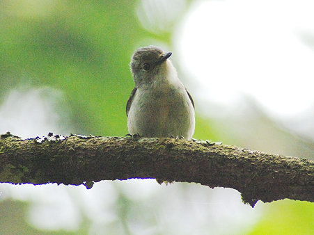 ハジロマユヒタキ♀(Little Pied Flycatcher) IMGP113446(CR)_R