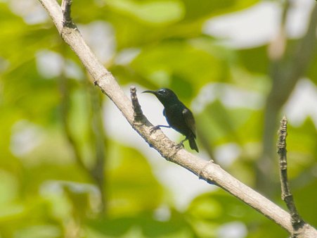ムラサキタイヨウチョウ(Purple Sunbird) IMGP118980_R