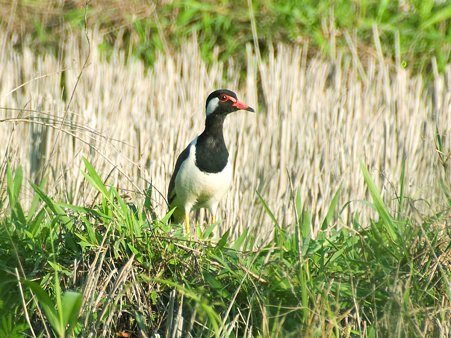 インドトサカゲリ(Red-wattled Lapwing) IMGP118860_R