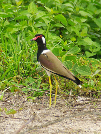 インドトサカゲリ(Red-wattled Lapwing) IMGP119444_R