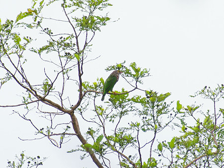 シロボシオオゴシキドリ(Lineated Barbet) IMGP119382_R