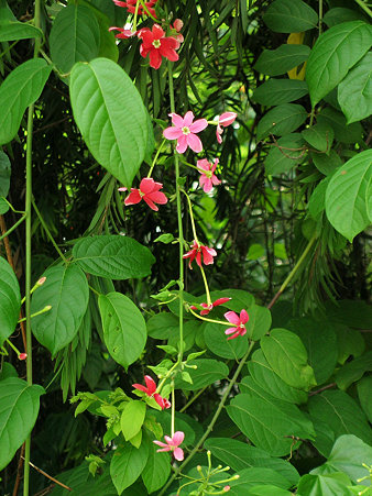 モクセイのような香りの花 DSCN4911_R