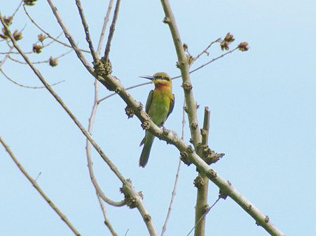 ハリオハチクイ(Blue-tailed Bee-eater) IMGP119701(LR)_R