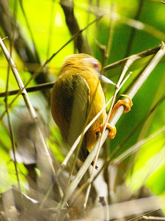 インドミツユビコゲラ(White-browed Piculet) IMGP121358_R