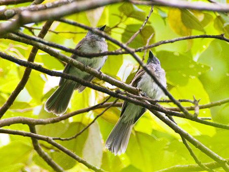 クロエリヒタキ(♀orJ)IMGP122005_R2