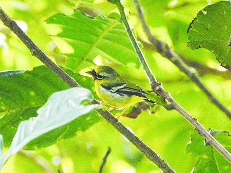 クリビタイモズチメドリ(Chestnut-fronted Shrike-babbler) IMGP121023-5_R