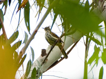 タテフヒヨドリ(Striated Bulbul) IMGP123472_R