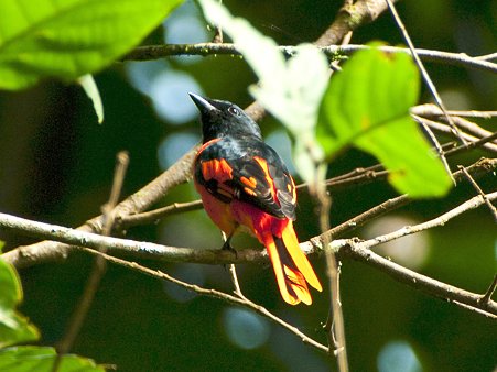 ヒイロサンショウクイ(Scarlet Minivet) IMGP123618_R