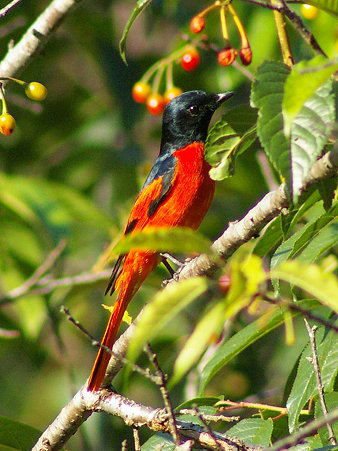 ヒイロサンショウクイ♂(Scarlet Minivet) IMGP24631_R2