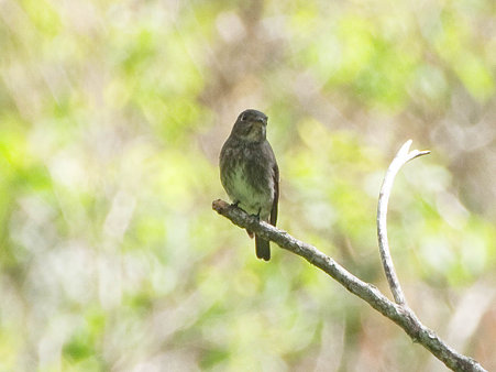 サメビタキ(Dark-sided Flycatcher) P1020693_R