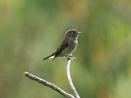 サメビタキ(Dark-sided Flycatcher) P1020740_R