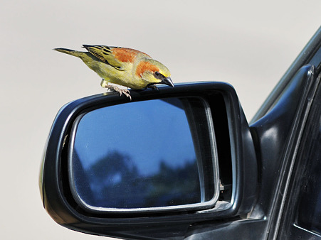 セアカスズメ(Plain_backed Sparrow) DSC_6065_R