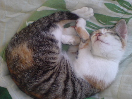 20090706