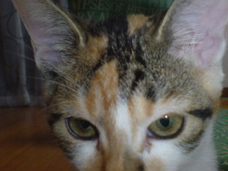 2009081403