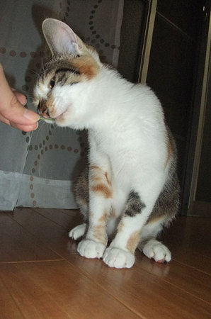 2009090704