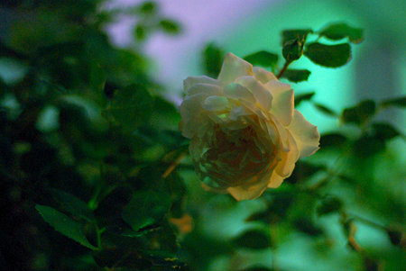 Rose at night