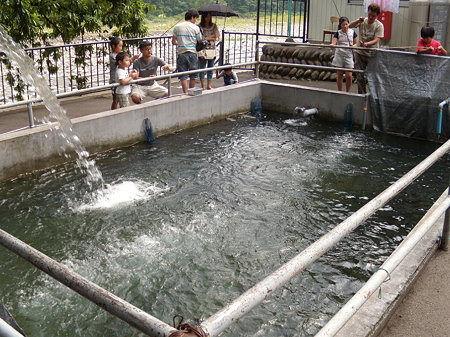 マス釣り堀