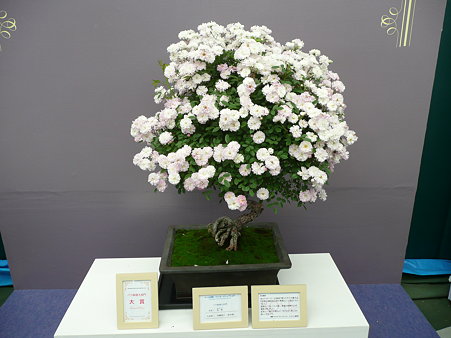 花祭～鉢植え部門“大賞”　国際バラとガーデニングショウ
