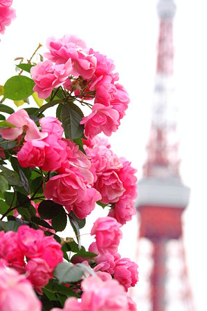 薔薇と東京タワー２