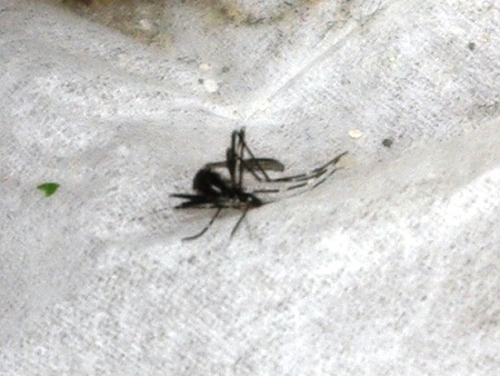 掃除機で吸いこんで捕まえた蚊