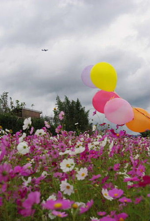 IMGP8401_1013
