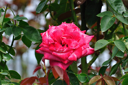 DSC_0015_1646