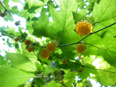０８．木苺