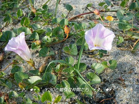 DSCF8592_pa