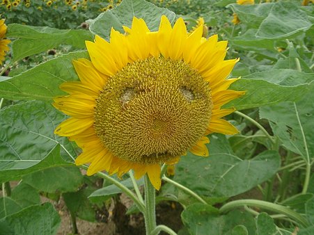 ひまわり顔