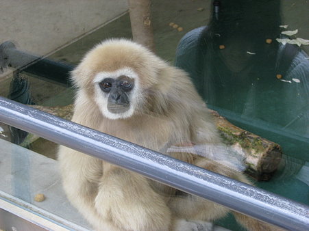 動物園@KYOTO