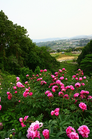 山間いの芍薬