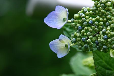 梅雨入り　アジサイ可憐に開花！