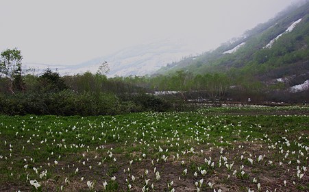 栂池自然園（標高1829m）水芭蕉　北アルプスを背景に！