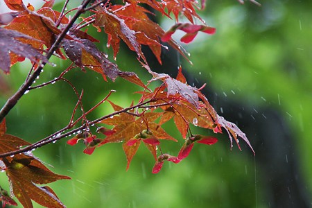 雨(1)　(；＿：)