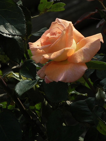 DSCF0515