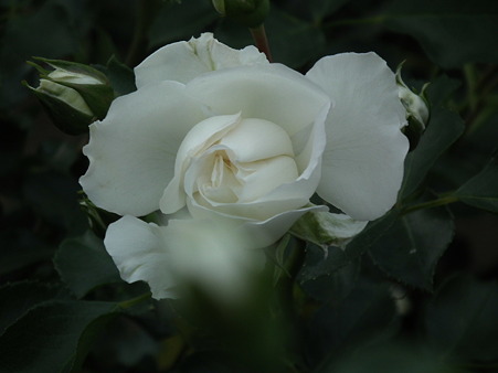 DSCF0528