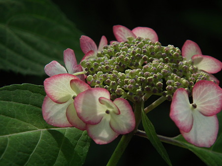 DSCF0701