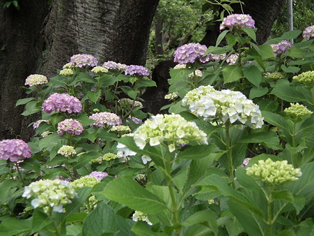 DSCF0236