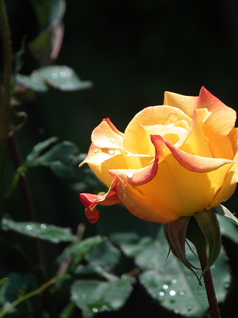 DSCF0138