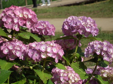 DSCF0639