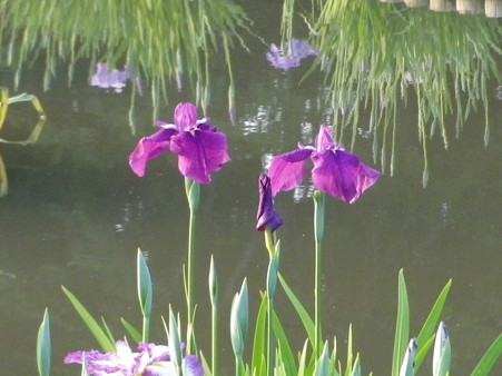 IMGP0098